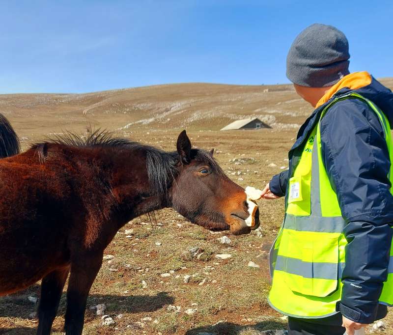 vjetroelektrana ivovik podržala udrugu za zaštitu divljih konja