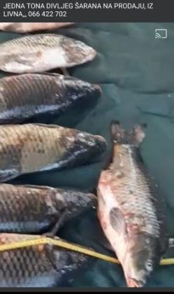 ekološka udruga sportskih ribolovaca buško jezero upozorava na moguće kriminalne djelatnosti na buškom jezeru