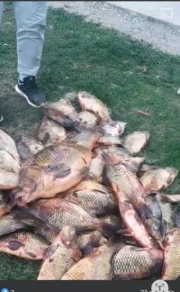 ekološka udruga sportskih ribolovaca buško jezero upozorava na moguće kriminalne djelatnosti na buškom jezeru