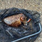 foto| marijan đoja iz neuma ulovio sipu tešku 1,5 kg