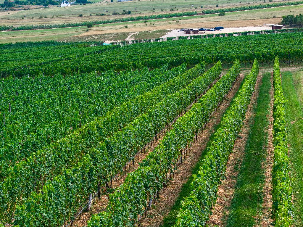 Vinarija Knebu osvojila dva zlatna odličja na natjecanju Mundus Vini u Njemačkoj!