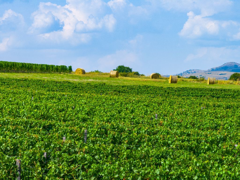 Vinarija Knebu osvojila dva zlatna odličja na natjecanju Mundus Vini u Njemačkoj!
