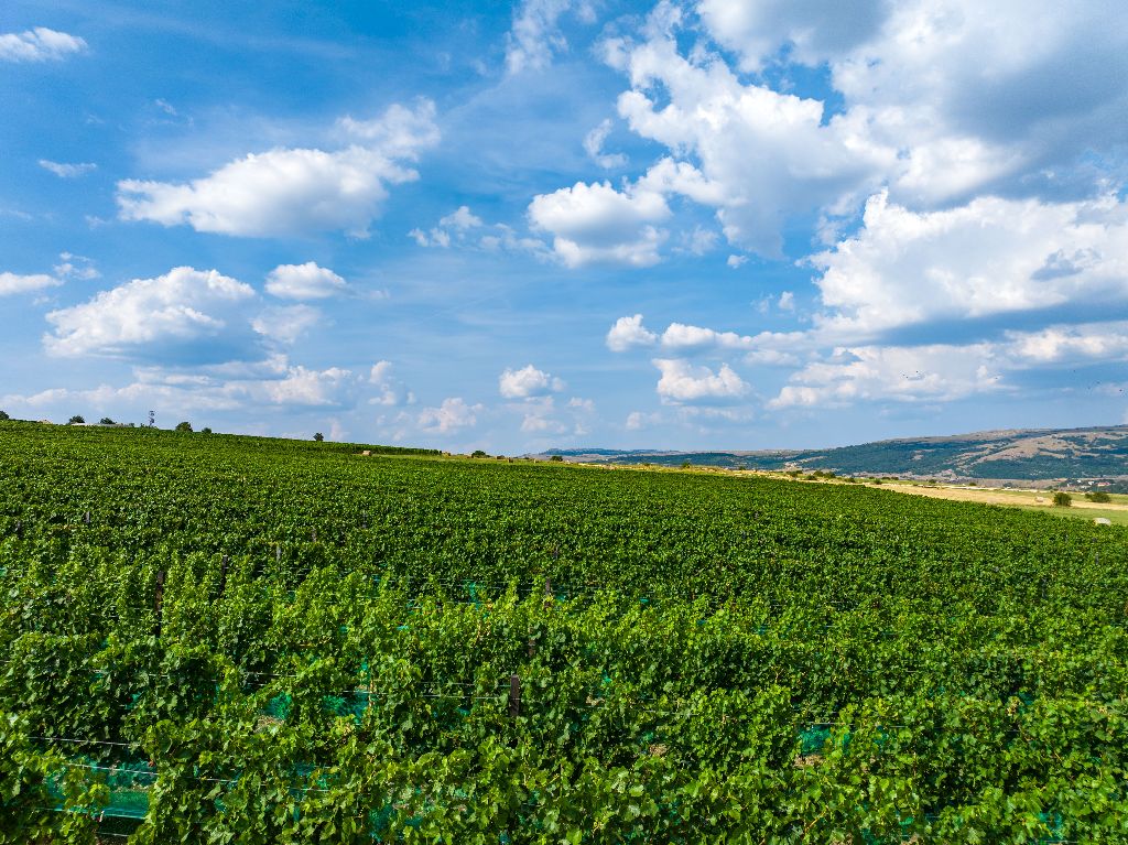 Vinarija Knebu osvojila dva zlatna odličja na natjecanju Mundus Vini u Njemačkoj!