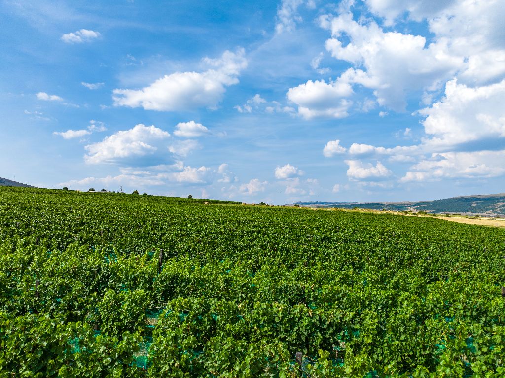Vinarija Knebu osvojila dva zlatna odličja na natjecanju Mundus Vini u Njemačkoj!