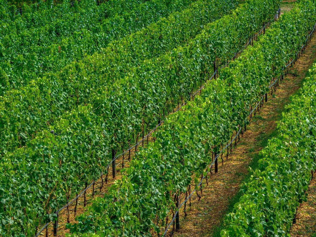 Vinarija Knebu osvojila dva zlatna odličja na natjecanju Mundus Vini u Njemačkoj!