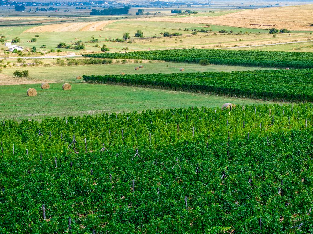 Vinarija Knebu osvojila dva zlatna odličja na natjecanju Mundus Vini u Njemačkoj!